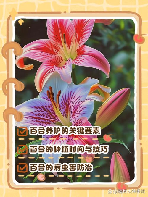 百合花怎么养，百合花怎么养 盆栽？-第7张图片-优品飞百科