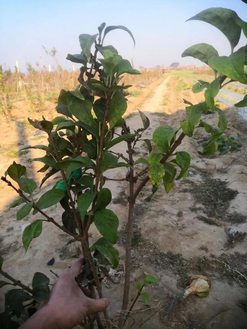 丁香树苗怎么栽,丁香树苗怎样育苗-第1张图片-优品飞百科 丁香树苗怎么栽,丁香树苗怎样育苗-第1张图片-优品飞百科