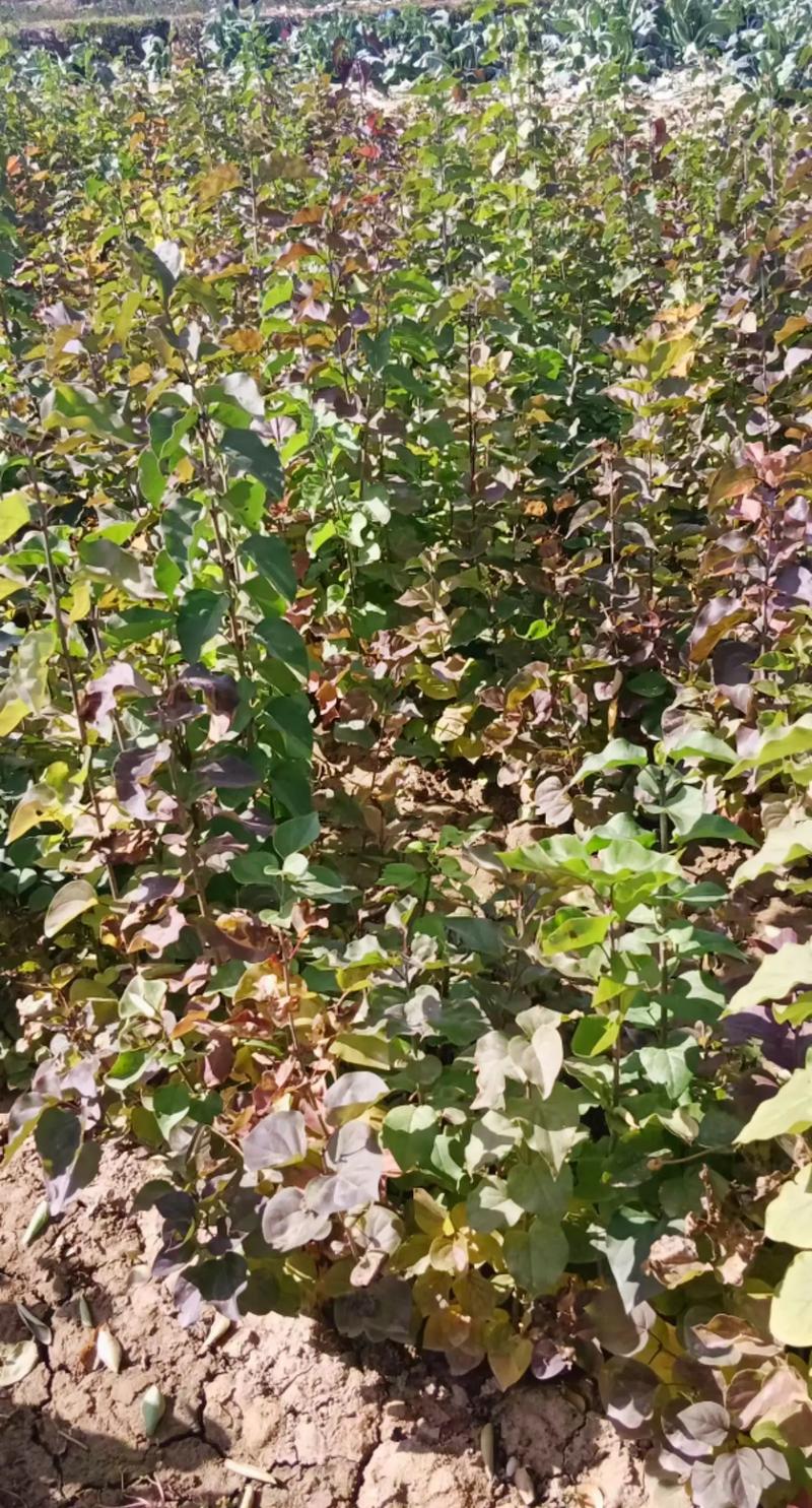 丁香树苗怎么栽,丁香树苗怎样育苗-第2张图片-优品飞百科 丁香树苗怎么栽,丁香树苗怎样育苗-第2张图片-优品飞百科