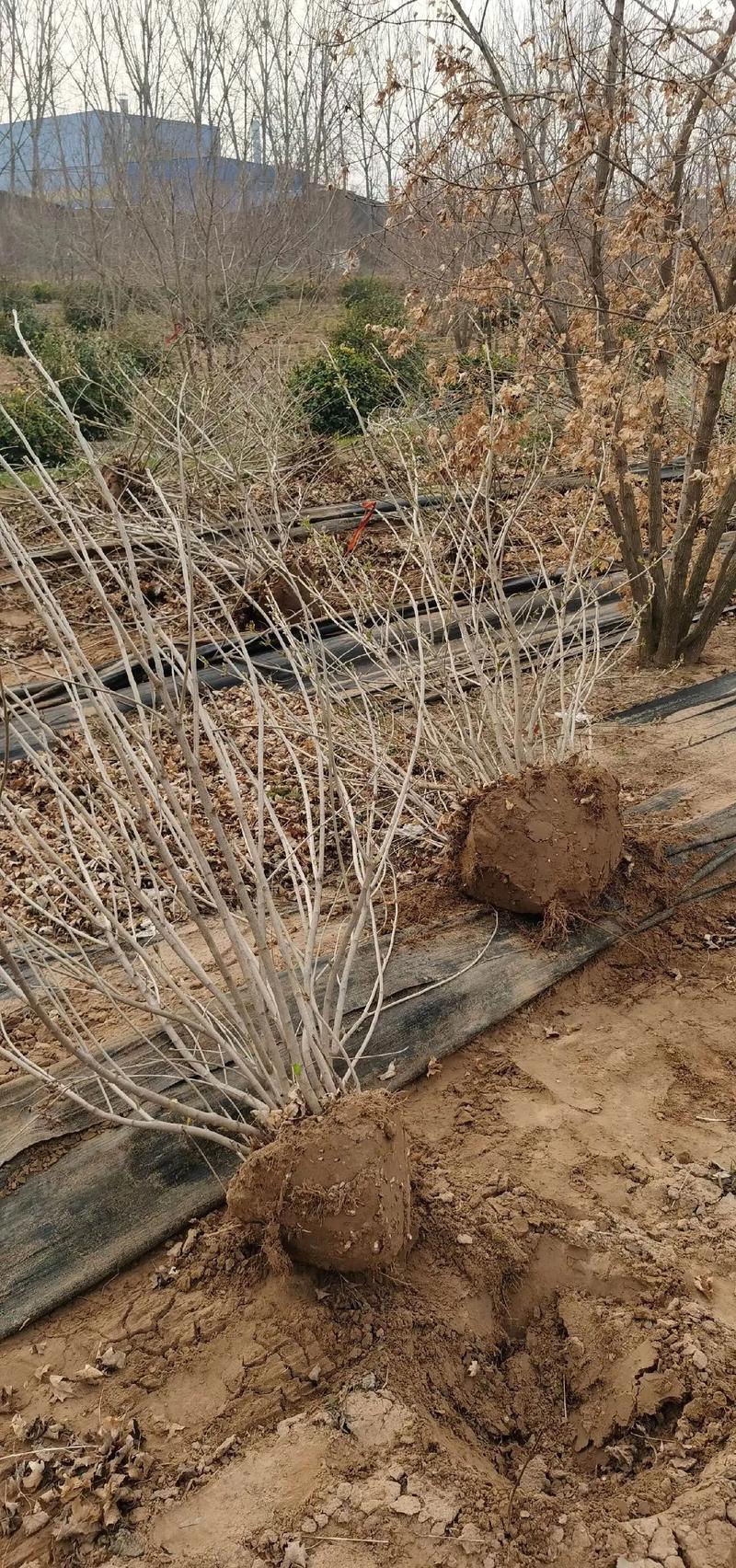 丁香树苗怎么栽,丁香树苗怎样育苗-第3张图片-优品飞百科 丁香树苗怎么栽,丁香树苗怎样育苗-第3张图片-优品飞百科