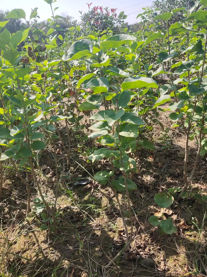 丁香树苗怎么栽,丁香树苗怎样育苗-第4张图片-优品飞百科 丁香树苗怎么栽,丁香树苗怎样育苗-第4张图片-优品飞百科