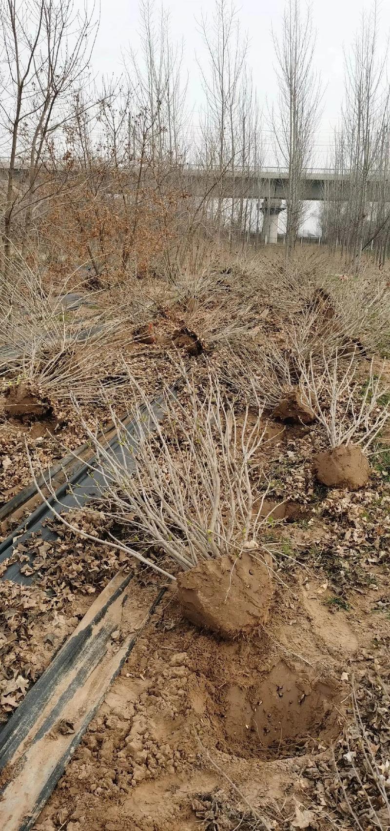 丁香树苗怎么栽,丁香树苗怎样育苗-第6张图片-优品飞百科 丁香树苗怎么栽,丁香树苗怎样育苗-第6张图片-优品飞百科