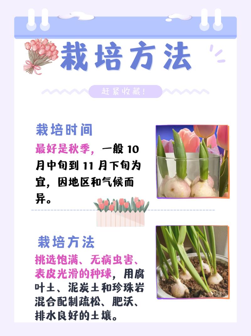 郁金香怎么养,郁金香怎么养殖方法水培-第2张图片-优品飞百科 郁金香怎么养,郁金香怎么养殖方法水培-第2张图片-优品飞百科