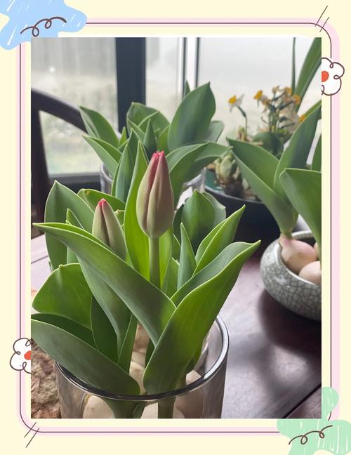 郁金香怎么养,郁金香怎么养殖方法水培-第3张图片-优品飞百科 郁金香怎么养,郁金香怎么养殖方法水培-第3张图片-优品飞百科