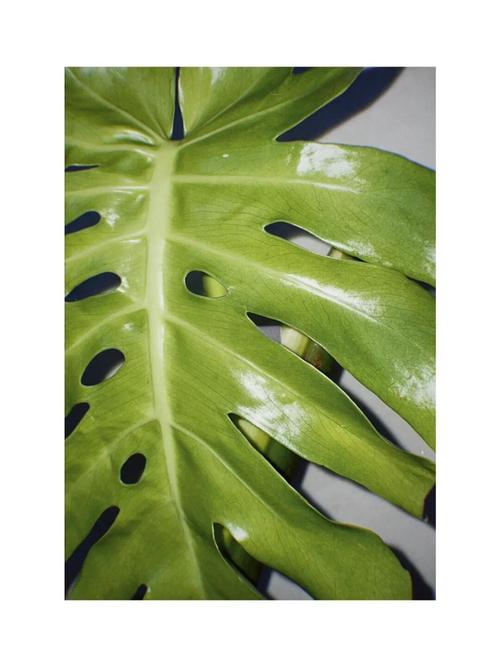 龟背竹的气根该如何处理，龟背竹的气根有毒吗