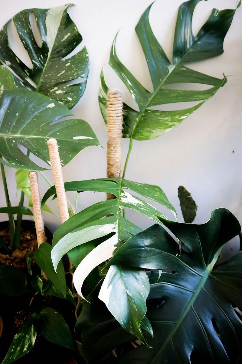 龟背竹的气根该如何处理，龟背竹的气根有毒吗-第2张图片-优品飞百科