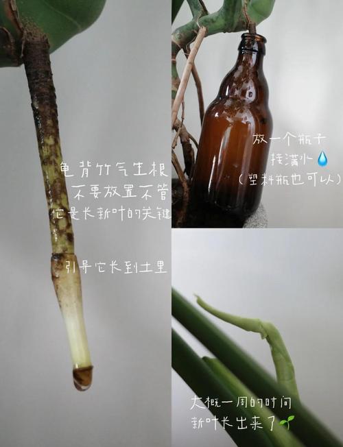 龟背竹的气根该如何处理，龟背竹的气根有毒吗-第3张图片-优品飞百科