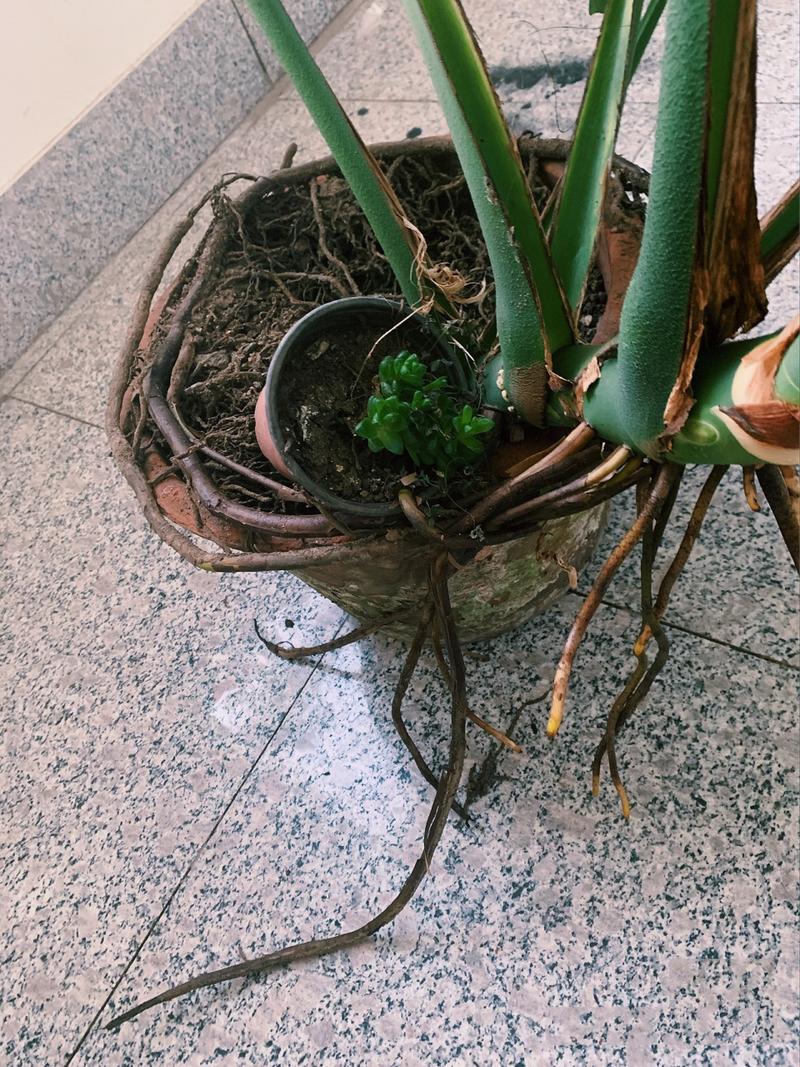 龟背竹的气根该如何处理，龟背竹的气根有毒吗-第4张图片-优品飞百科