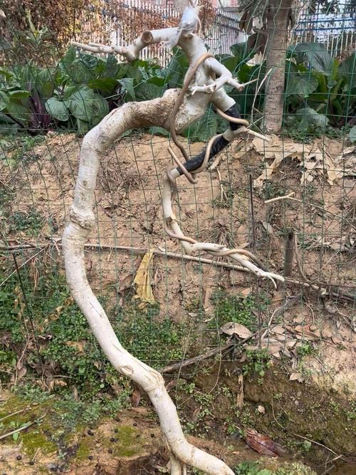 对节白蜡繁育技术？对节白蜡培育？