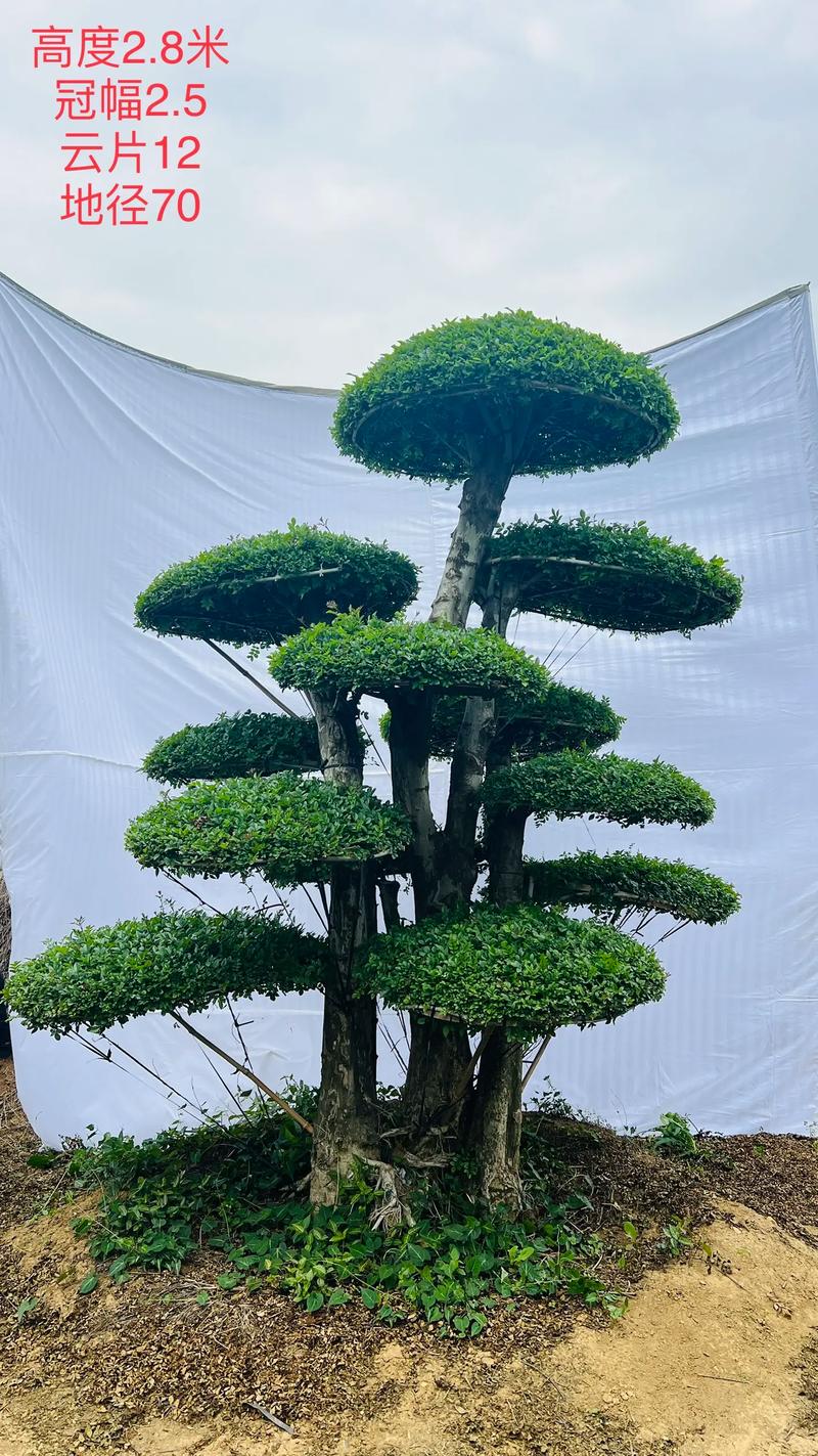 对节白蜡繁育技术?对节白蜡培育?-第2张图片-优品飞百科 对节白蜡繁育技术?对节白蜡培育?-第2张图片-优品飞百科