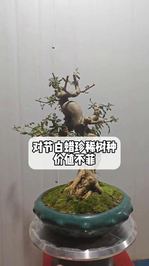 对节白蜡繁育技术?对节白蜡培育?-第3张图片-优品飞百科 对节白蜡繁育技术?对节白蜡培育?-第3张图片-优品飞百科