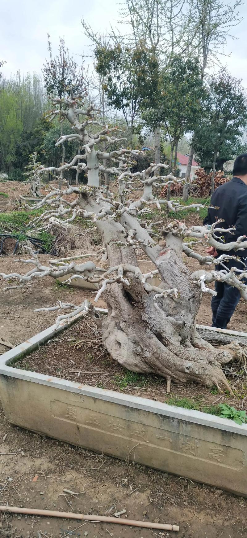 对节白蜡繁育技术?对节白蜡培育?-第4张图片-优品飞百科 对节白蜡繁育技术?对节白蜡培育?-第4张图片-优品飞百科