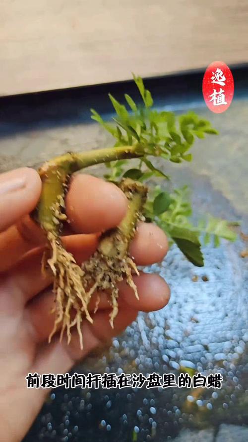 对节白蜡繁育技术?对节白蜡培育?-第5张图片-优品飞百科 对节白蜡繁育技术?对节白蜡培育?-第5张图片-优品飞百科