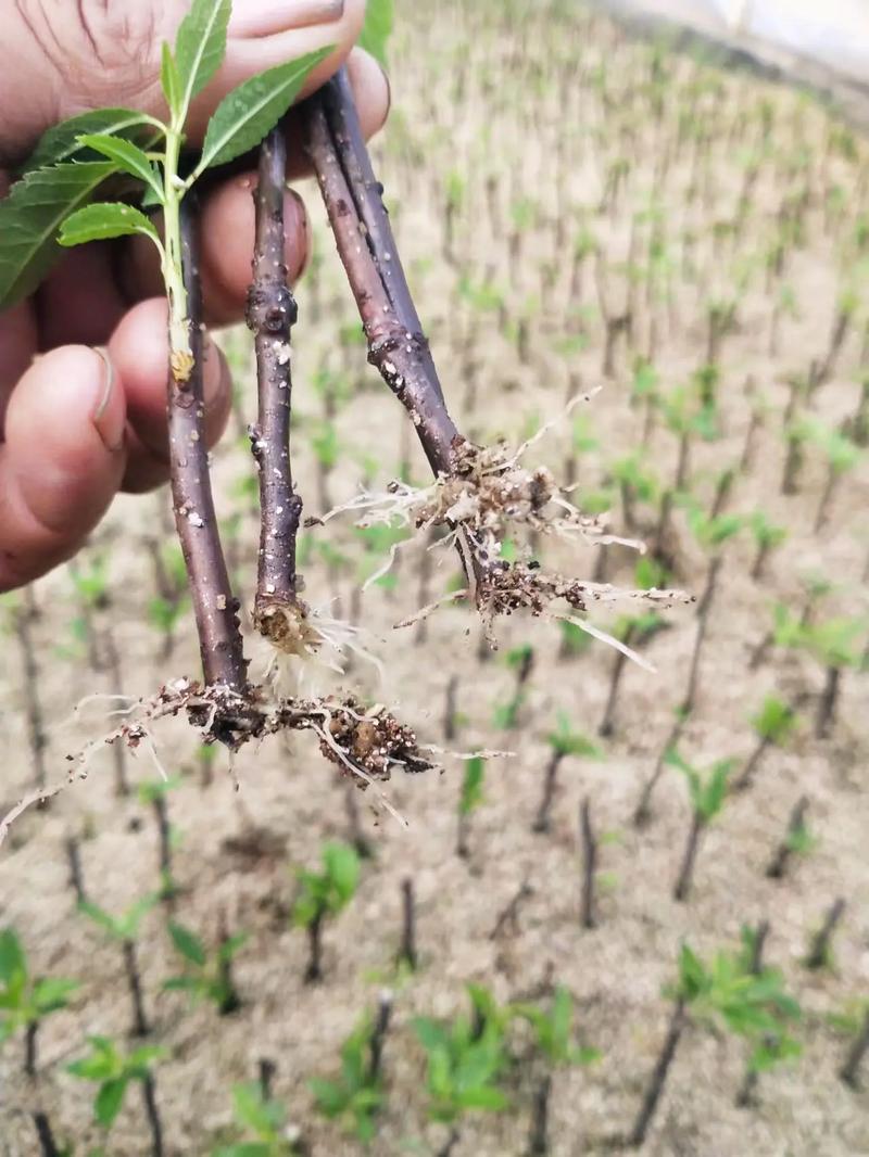 对节白蜡繁育技术?对节白蜡培育?-第6张图片-优品飞百科 对节白蜡繁育技术?对节白蜡培育?-第6张图片-优品飞百科