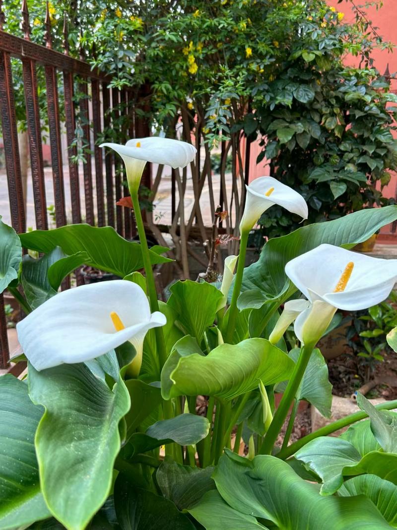 如何给马蹄莲浇水，如何给马蹄莲浇水施肥？