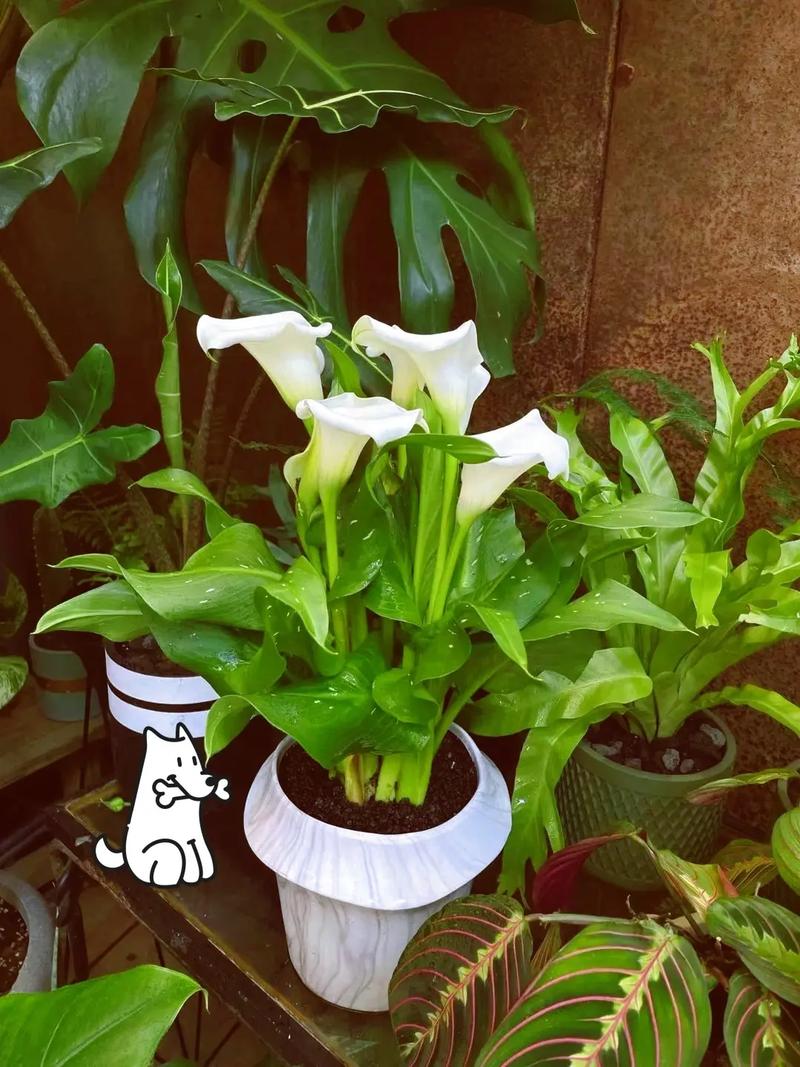 如何给马蹄莲浇水,如何给马蹄莲浇水施肥?-第2张图片-优品飞百科 如何给马蹄莲浇水,如何给马蹄莲浇水施肥?-第2张图片-优品飞百科