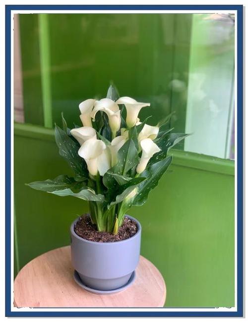 如何给马蹄莲浇水,如何给马蹄莲浇水施肥?-第3张图片-优品飞百科 如何给马蹄莲浇水,如何给马蹄莲浇水施肥?-第3张图片-优品飞百科