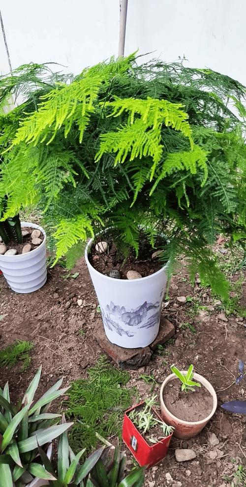 文竹浇水自来水还是纯净水，文竹浇水吗