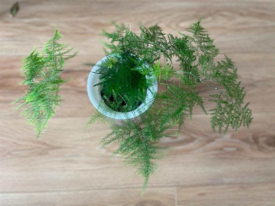 文竹浇水自来水还是纯净水，文竹浇水吗-第2张图片-优品飞百科