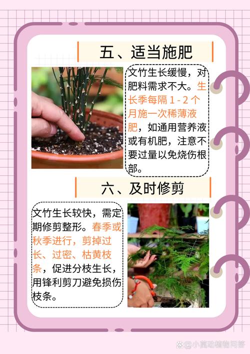 文竹浇水自来水还是纯净水，文竹浇水吗-第5张图片-优品飞百科