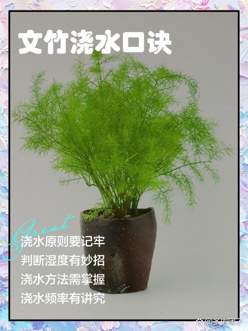 文竹浇水自来水还是纯净水，文竹浇水吗-第4张图片-优品飞百科