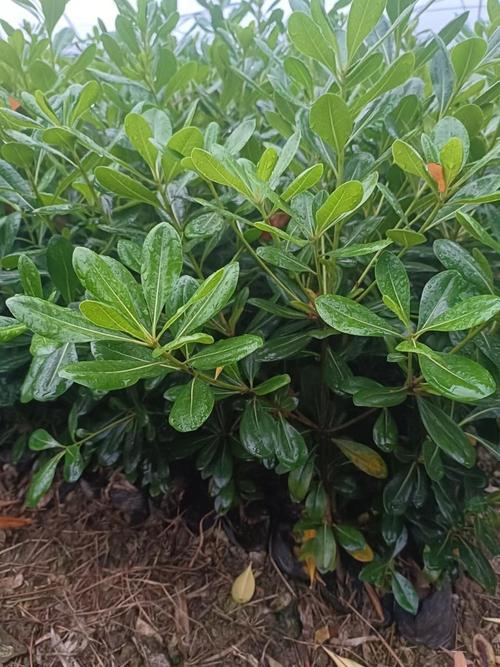 海桐的养殖方法和注意事项，海桐的栽培繁殖技术-第2张图片-优品飞百科