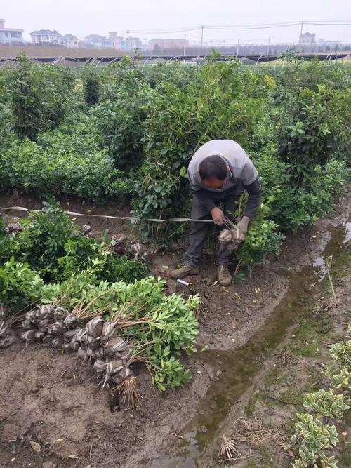 海桐的养殖方法和注意事项，海桐的栽培繁殖技术-第3张图片-优品飞百科