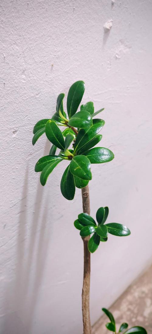 海桐的养殖方法和注意事项，海桐的栽培繁殖技术-第4张图片-优品飞百科