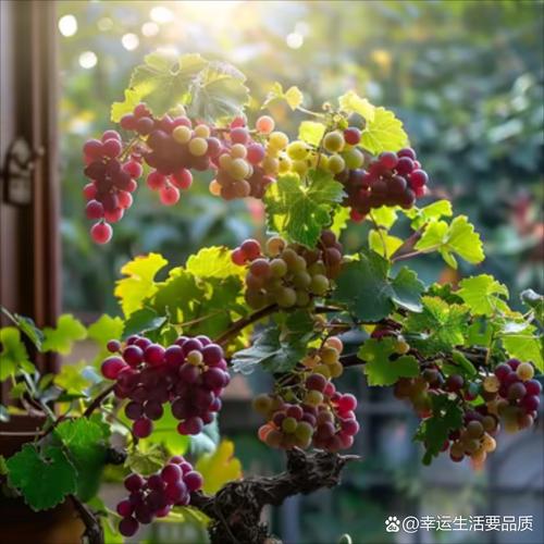 盆栽葡萄几年结果，盆栽葡萄几年结果一次？-第2张图片-优品飞百科