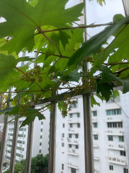 盆栽葡萄几年结果，盆栽葡萄几年结果一次？-第3张图片-优品飞百科