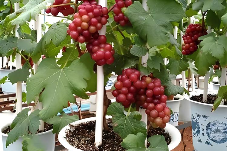 盆栽葡萄几年结果，盆栽葡萄几年结果一次？-第4张图片-优品飞百科