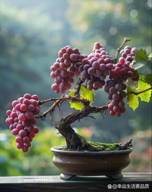 盆栽葡萄几年结果，盆栽葡萄几年结果一次？-第5张图片-优品飞百科