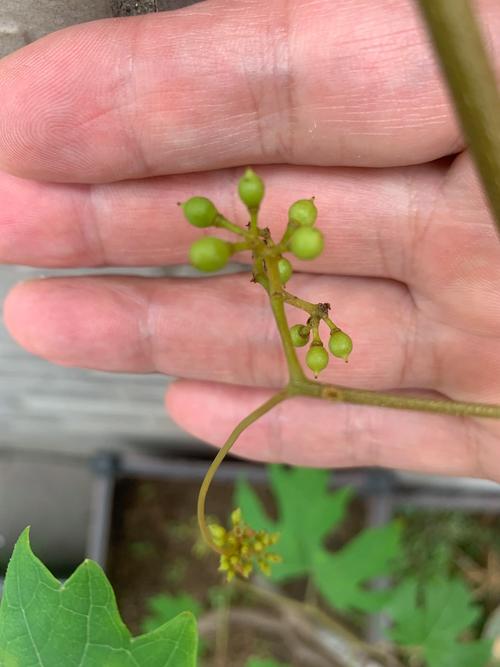 盆栽葡萄几年结果，盆栽葡萄几年结果一次？-第6张图片-优品飞百科