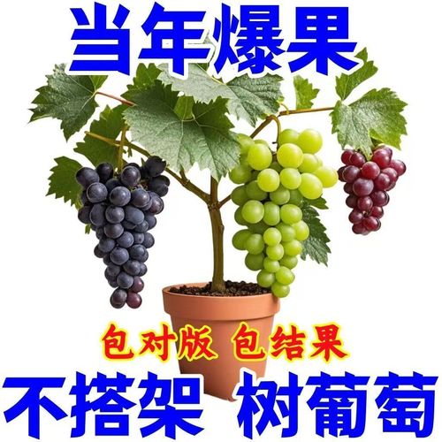 盆栽葡萄几年结果，盆栽葡萄几年结果一次？-第7张图片-优品飞百科