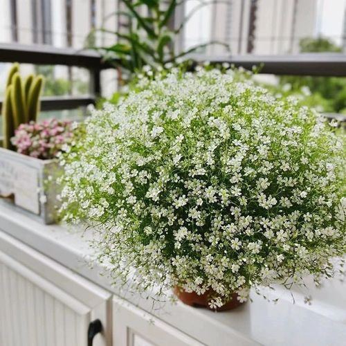 吉普赛满天星怎么种植，吉普赛满天星什么时候结种子-第1张图片-优品飞百科