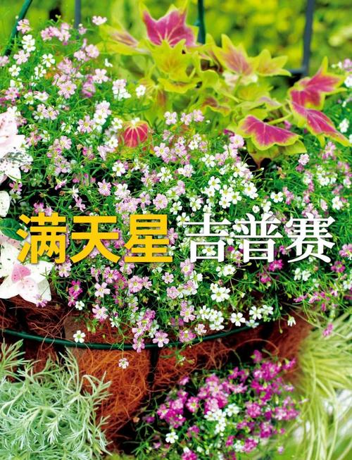 吉普赛满天星怎么种植，吉普赛满天星什么时候结种子-第2张图片-优品飞百科