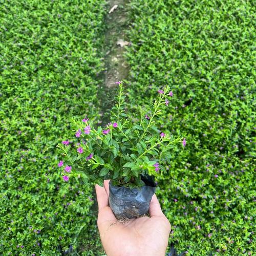 吉普赛满天星怎么种植，吉普赛满天星什么时候结种子-第5张图片-优品飞百科