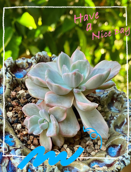 吉普赛满天星怎么种植，吉普赛满天星什么时候结种子-第6张图片-优品飞百科