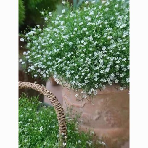 吉普赛满天星怎么种植，吉普赛满天星什么时候结种子-第7张图片-优品飞百科