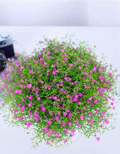 吉普赛满天星怎么种植，吉普赛满天星什么时候结种子-第8张图片-优品飞百科