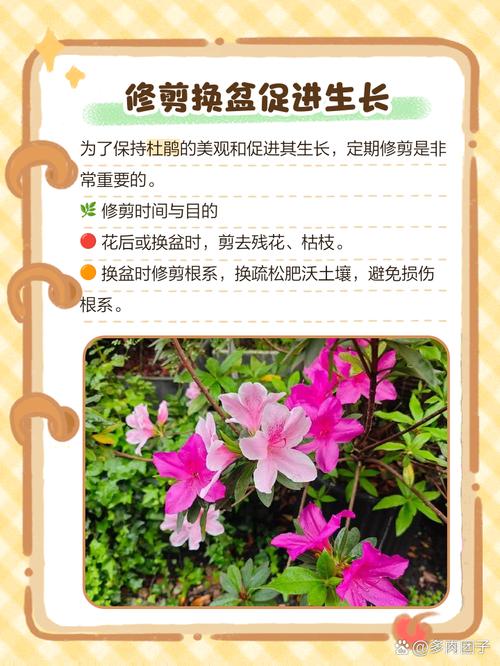 杜鹃怎么施肥?杜鹃花用什么肥料?-第2张图片-优品飞百科 杜鹃怎么施肥?杜鹃花用什么肥料?-第2张图片-优品飞百科