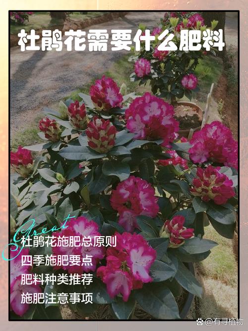 杜鹃怎么施肥?杜鹃花用什么肥料?-第3张图片-优品飞百科 杜鹃怎么施肥?杜鹃花用什么肥料?-第3张图片-优品飞百科
