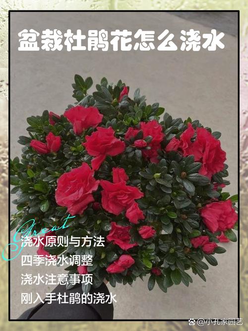 杜鹃怎么施肥?杜鹃花用什么肥料?-第6张图片-优品飞百科 杜鹃怎么施肥?杜鹃花用什么肥料?-第6张图片-优品飞百科