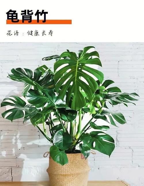 怎么使龟背竹安全度过冬天，龟背竹怎么过冬?-第1张图片-优品飞百科