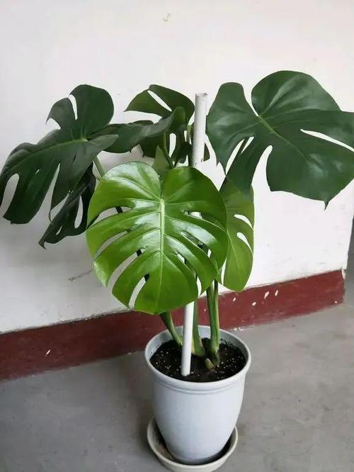 怎么使龟背竹安全度过冬天，龟背竹怎么过冬?-第3张图片-优品飞百科