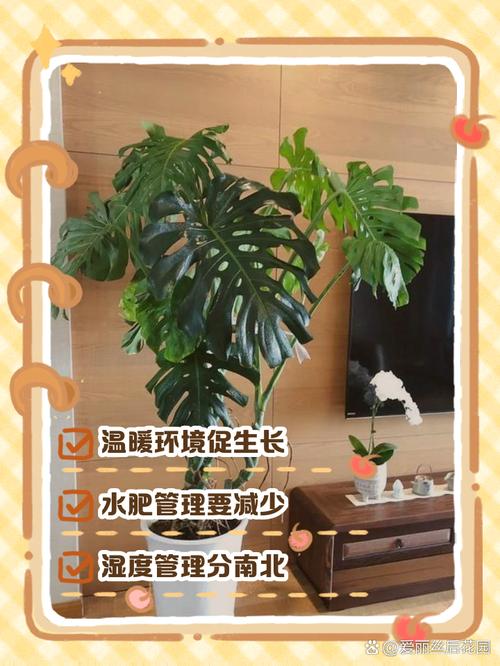 怎么使龟背竹安全度过冬天，龟背竹怎么过冬?-第5张图片-优品飞百科