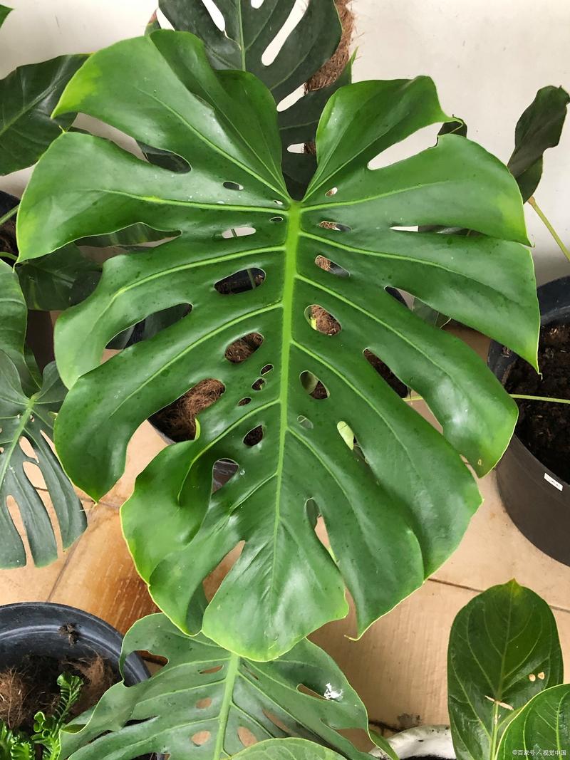 怎么使龟背竹安全度过冬天，龟背竹怎么过冬?-第6张图片-优品飞百科