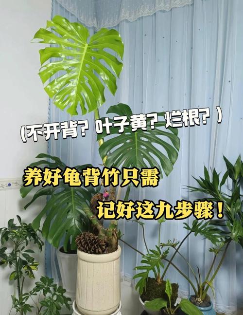怎么使龟背竹安全度过冬天，龟背竹怎么过冬?-第7张图片-优品飞百科
