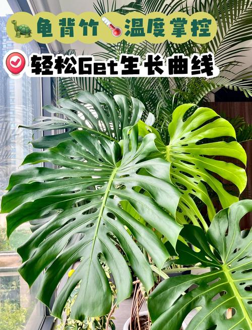 怎么使龟背竹安全度过冬天，龟背竹怎么过冬?-第8张图片-优品飞百科