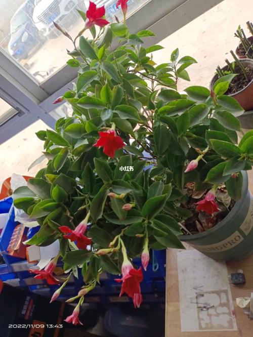 飘香藤的扦插方法，飘香藤几月份扦插好